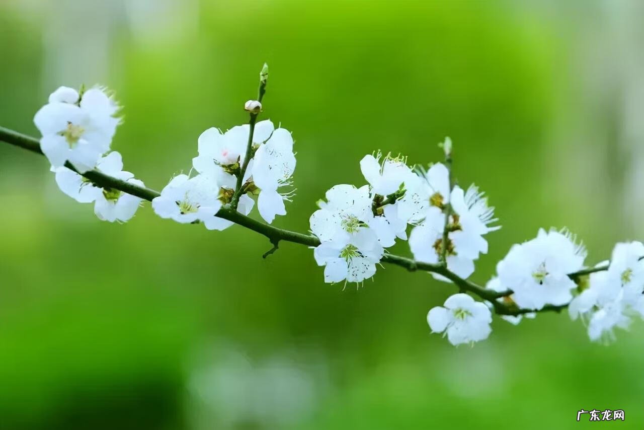 明月何时照我还的成语 明月何时照我还 猜成语