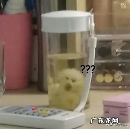 贵宾茶杯犬 茶杯型贵宾犬图片