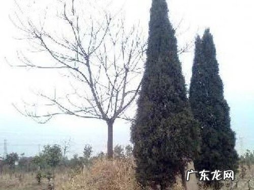 风水祖坟 风水学坟上长树好不好