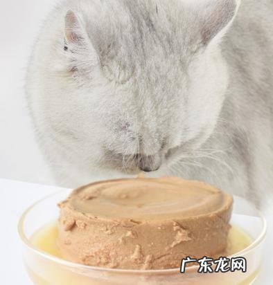 什么猫罐头好而不贵 比宠猫罐头好不好吃