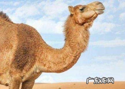 骆驼寓意和象征意义 骆驼的寓意和象征意义