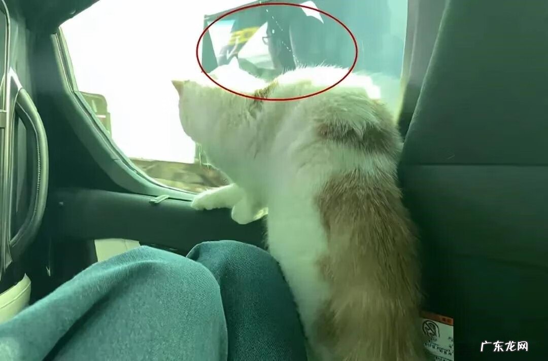 蒋凡个人资料简介 蒋凡的简历