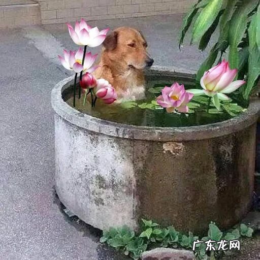 阳台种莲花有什么风水 莲花池的风水作用