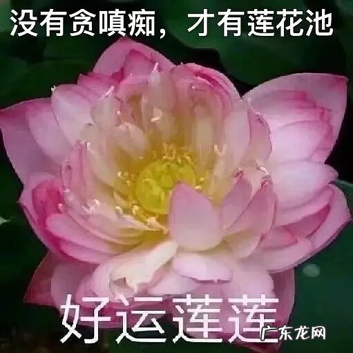 阳台种莲花有什么风水 莲花池的风水作用