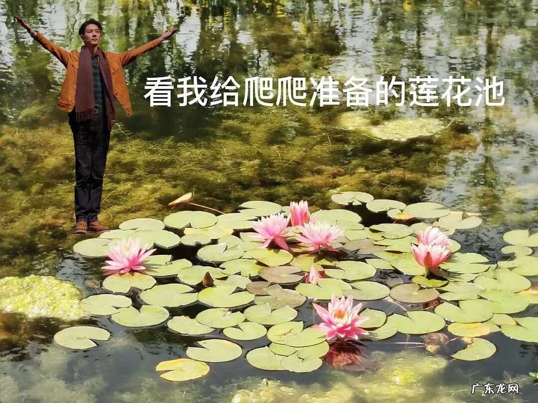阳台种莲花有什么风水 莲花池的风水作用