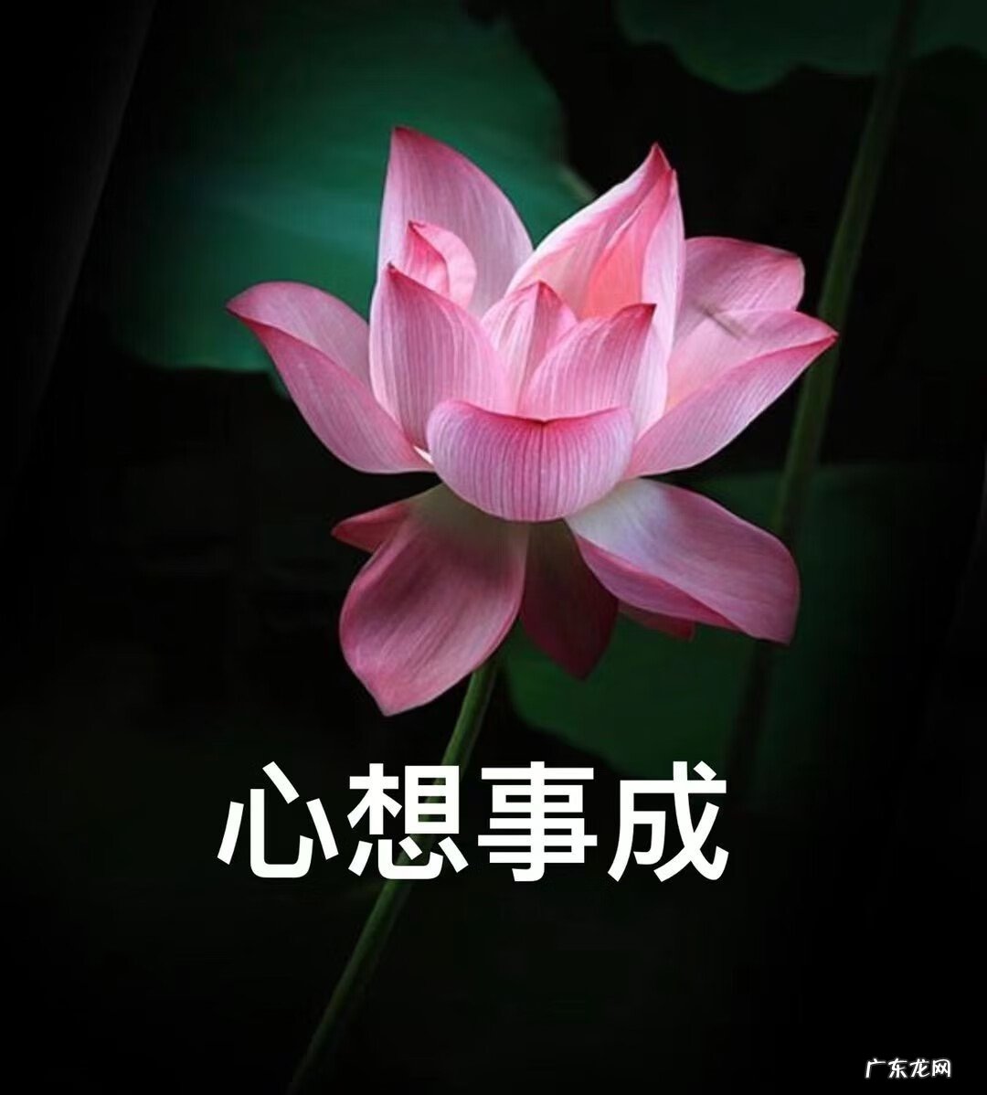 阳台种莲花有什么风水 莲花池的风水作用