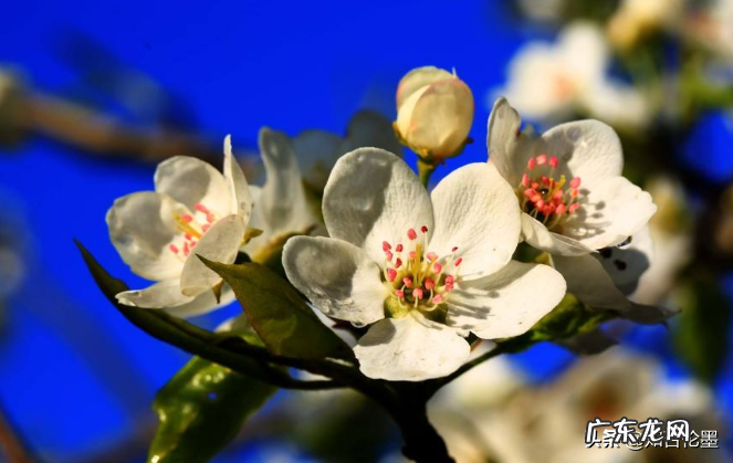 关于梨树的风水说法 梨树的风水传说有哪些