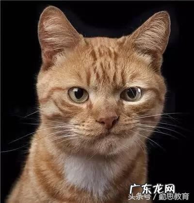 汉语国际教育能当语文老师吗 汉语国际教育硕士