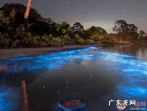 厦门蓝眼泪是什么意思? 厦门出现的蓝眼泪是什么?蓝眼泪是怎么形成的?