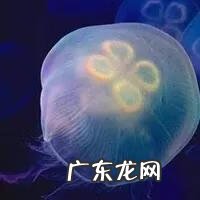 水母不是有毒吗为什么还能吃 灯塔水母能吃吗