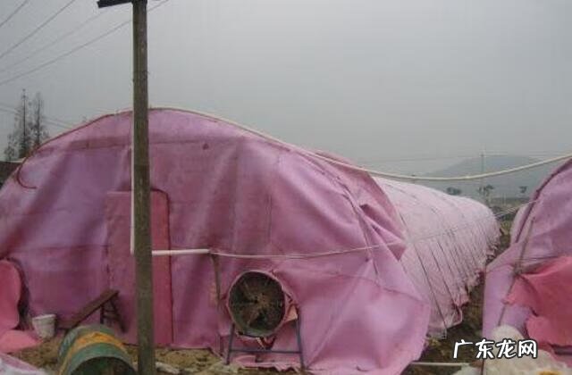 鸡舍的风水 屋前有鸡棚影响风水吗