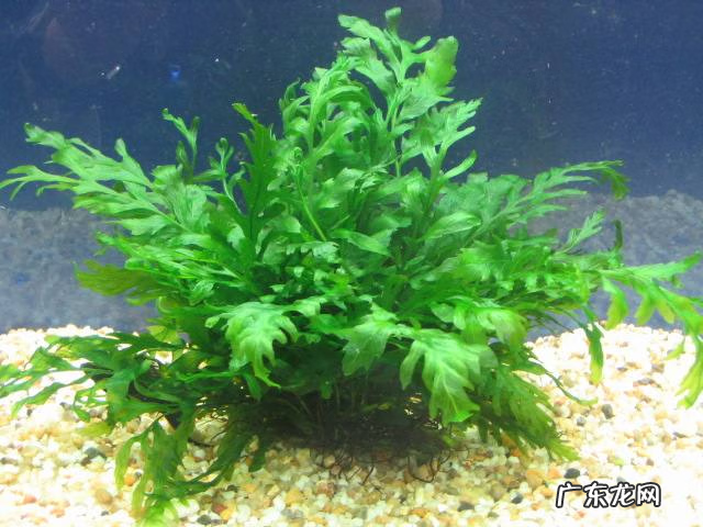 贝壳风水上有啥寓意 风水里放贝壳有什么作用吗