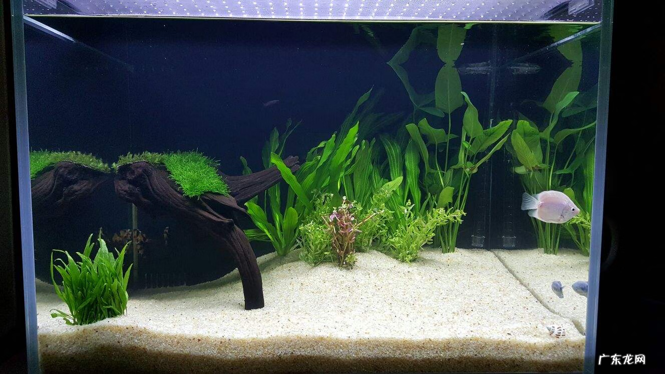 贝壳风水上有啥寓意 风水里放贝壳有什么作用吗