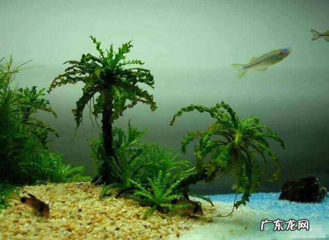 贝壳风水上有啥寓意 风水里放贝壳有什么作用吗