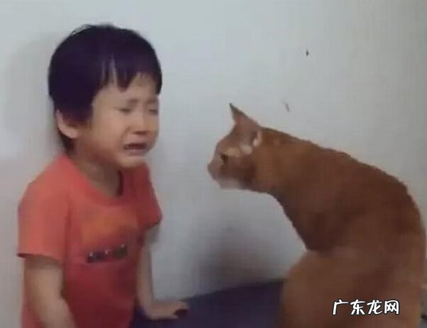 cf躲猫猫模式叫什么 cf猫咪视频