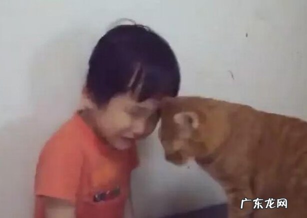 cf躲猫猫模式叫什么 cf猫咪视频