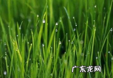 草垛的拼音和词语 草的拼音和组词语