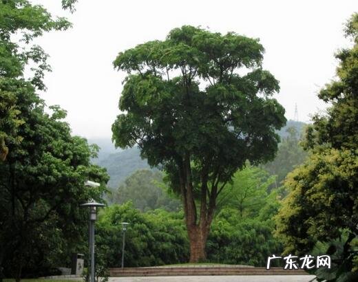 罗伞果 风水罗伞地出什么