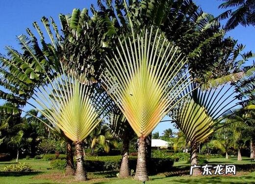 罗伞果 风水罗伞地出什么