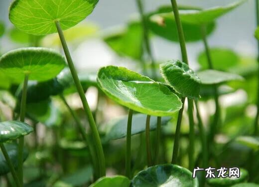 罗伞果 风水罗伞地出什么