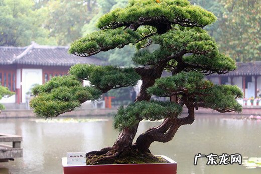 罗伞果 风水罗伞地出什么