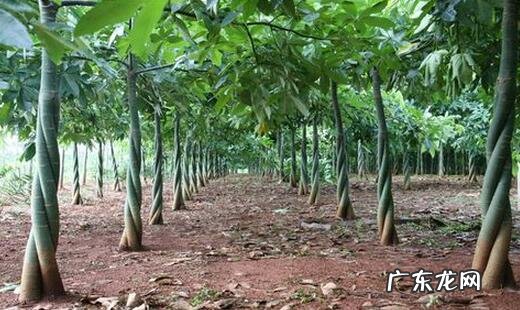 罗伞果 风水罗伞地出什么