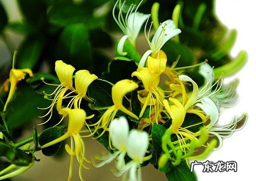 罗伞果 风水罗伞地出什么