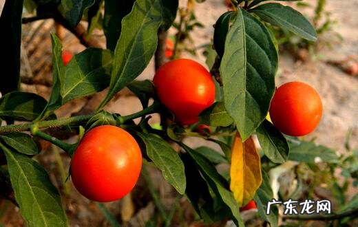 罗伞果 风水罗伞地出什么