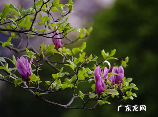 罗伞果 风水罗伞地出什么