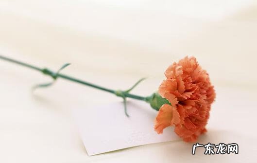 教师节的英文单词是什么 教师节的英文怎么写?