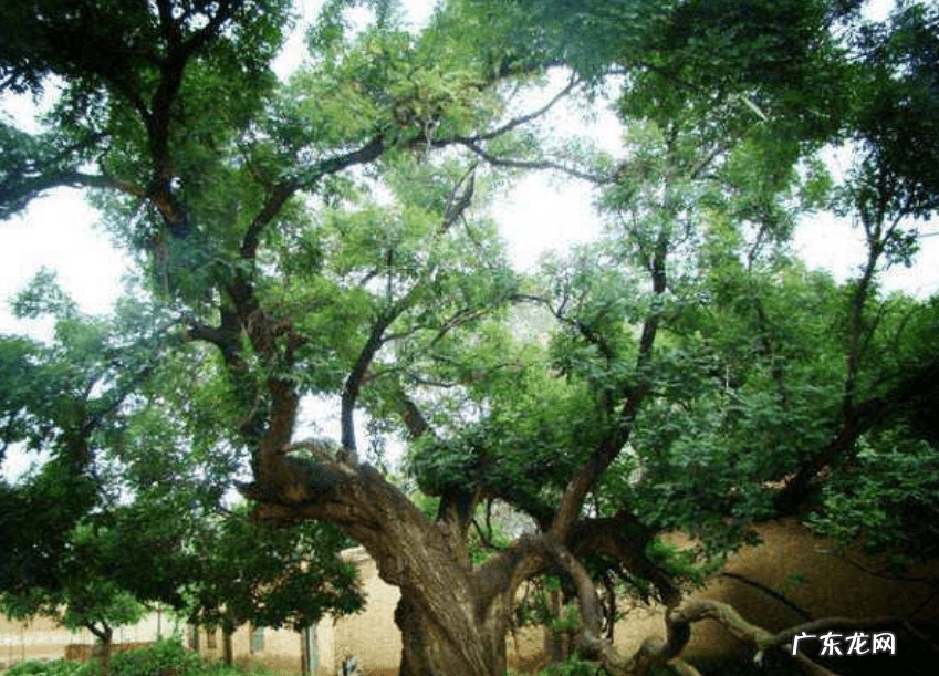 房屋后有树林风水 房子后面是树林风水好吗