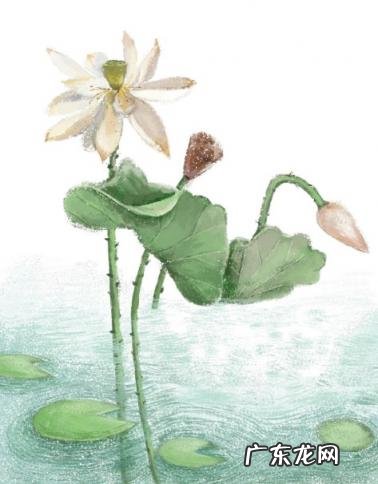 藕断丝连的意思解释 藕断丝连近义词语的成语