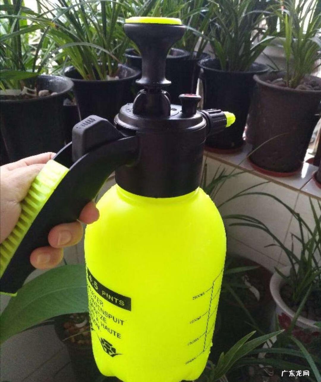 养花里面加什么花长得茂盛 室内怎样养花长得茂盛