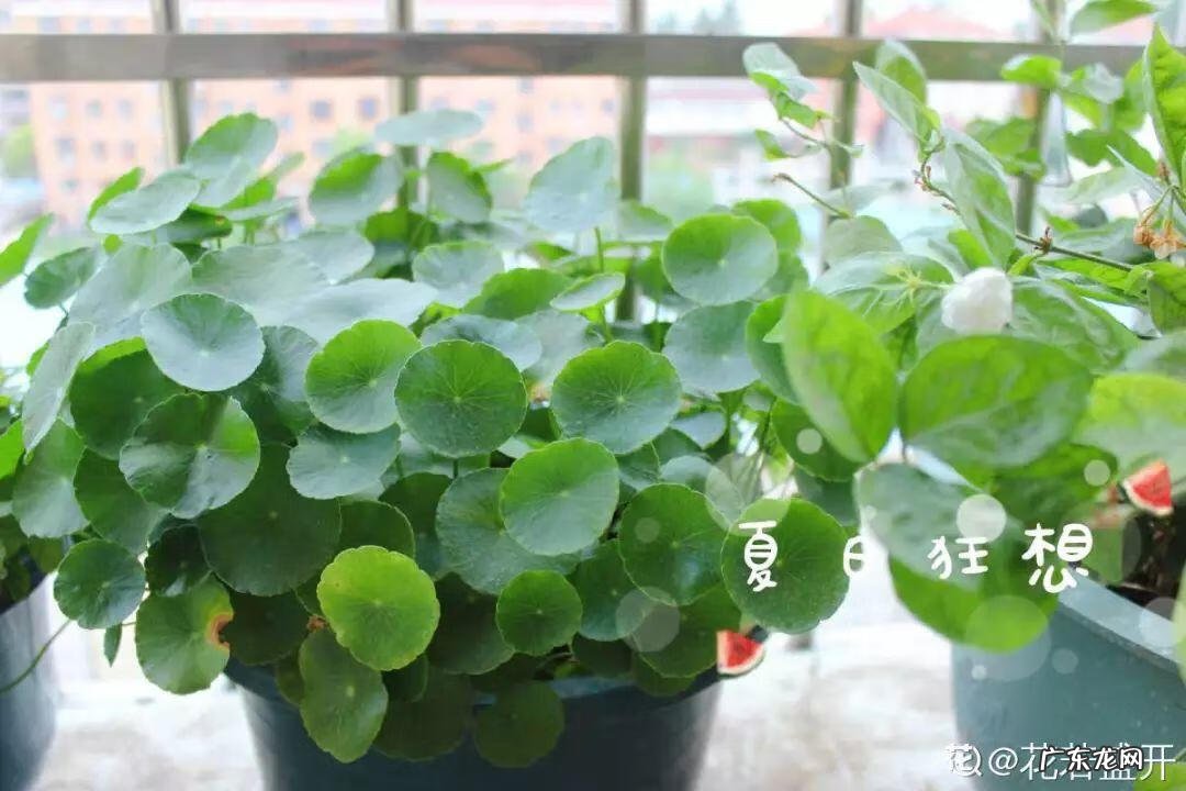 养花里面加什么花长得茂盛 室内怎样养花长得茂盛