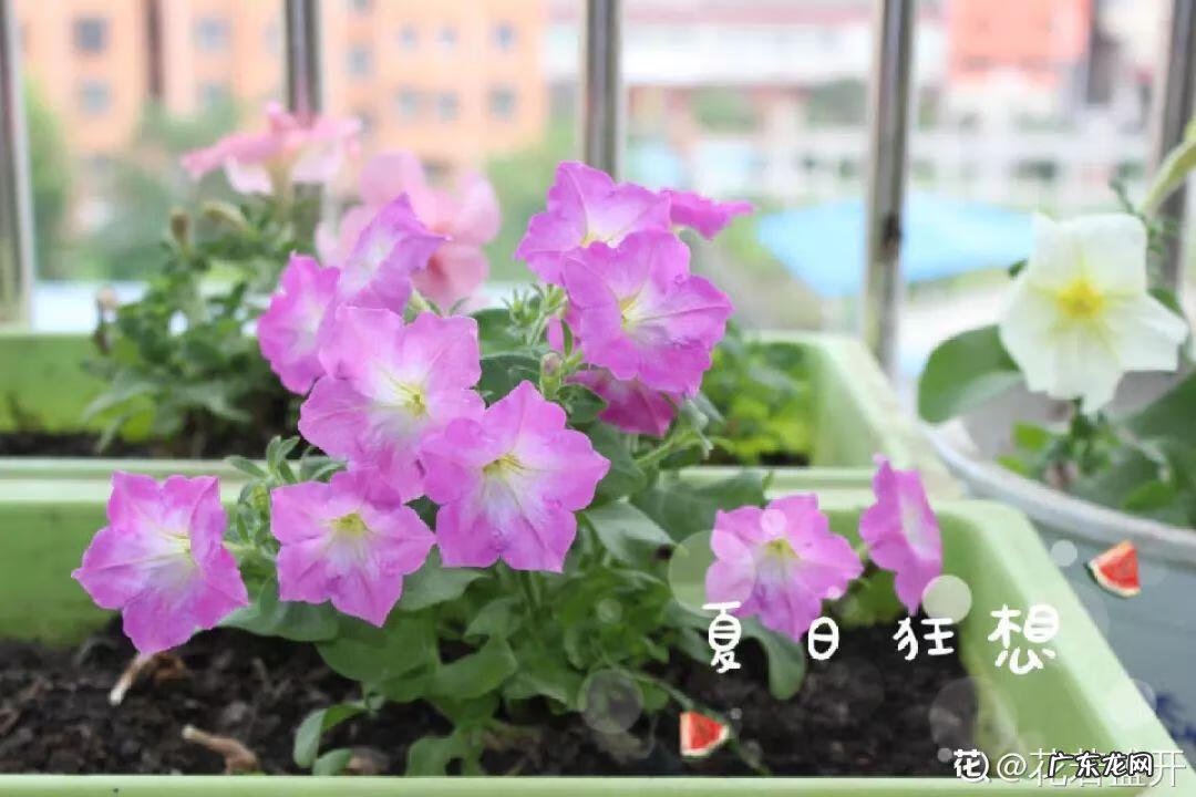 养花里面加什么花长得茂盛 室内怎样养花长得茂盛