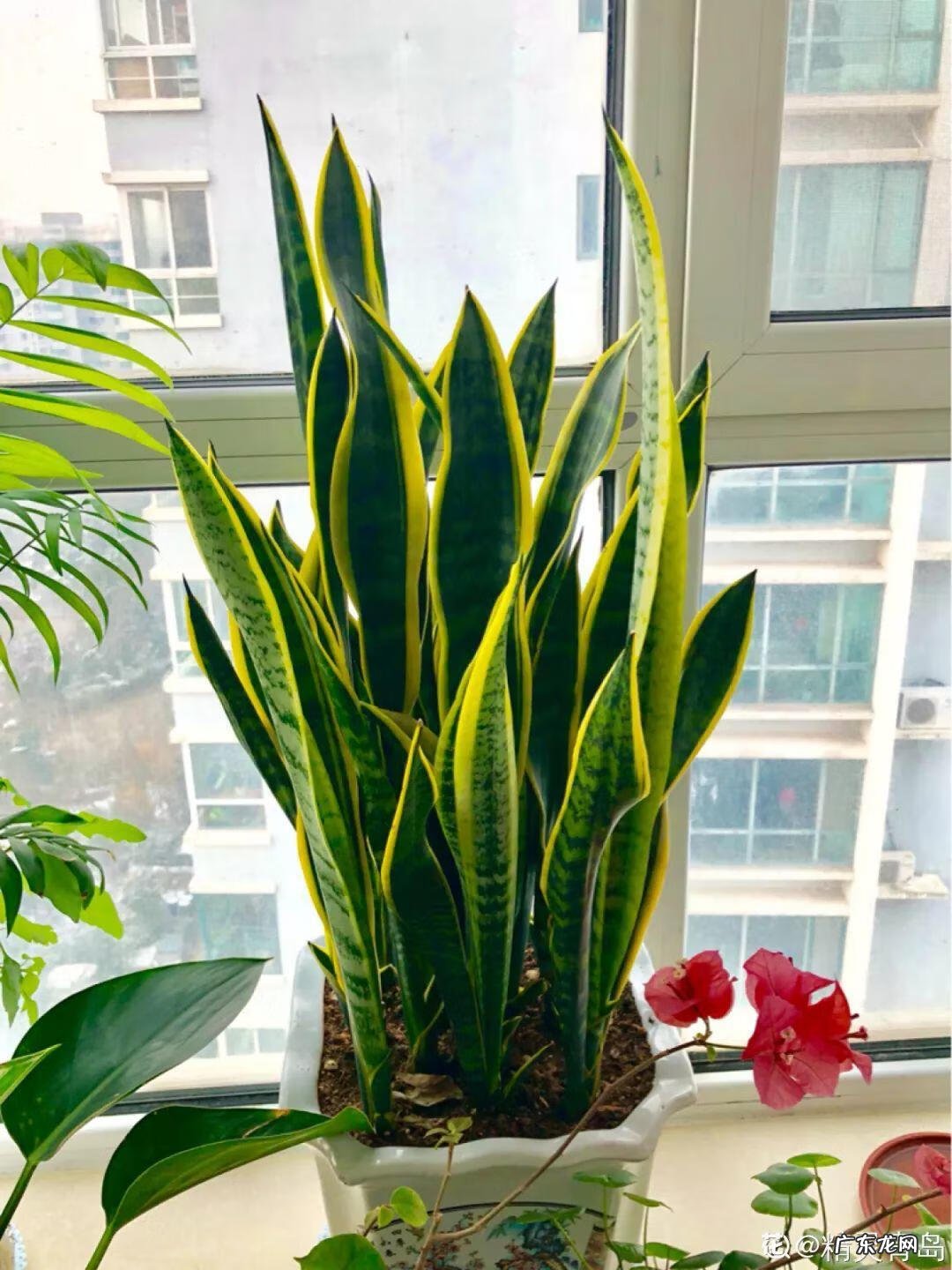 养花里面加什么花长得茂盛 室内怎样养花长得茂盛