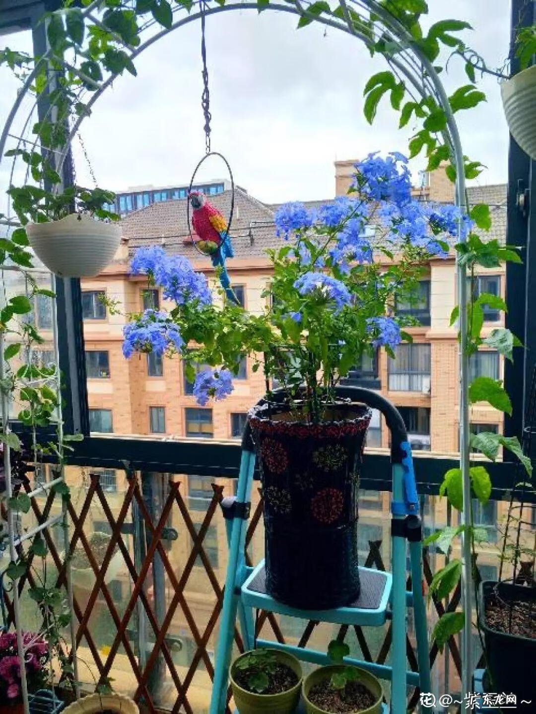 养花里面加什么花长得茂盛 室内怎样养花长得茂盛