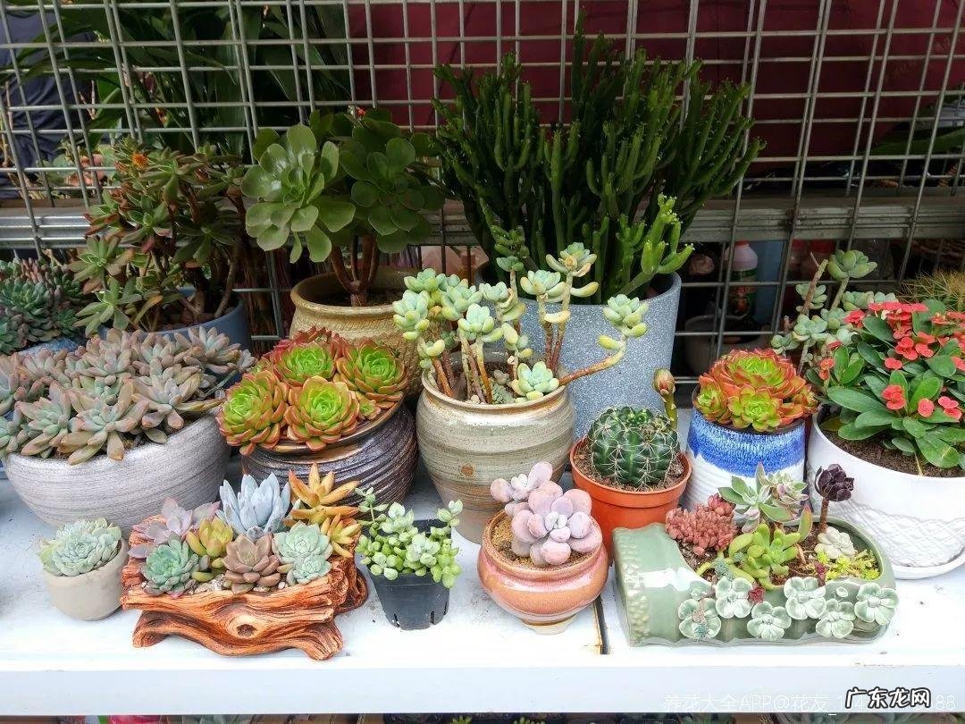 养花里面加什么花长得茂盛 室内怎样养花长得茂盛