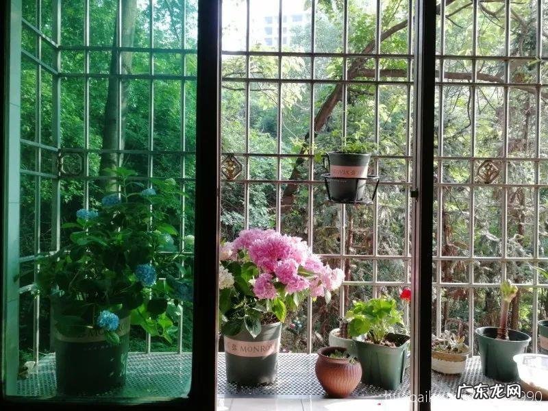 养花里面加什么花长得茂盛 室内怎样养花长得茂盛