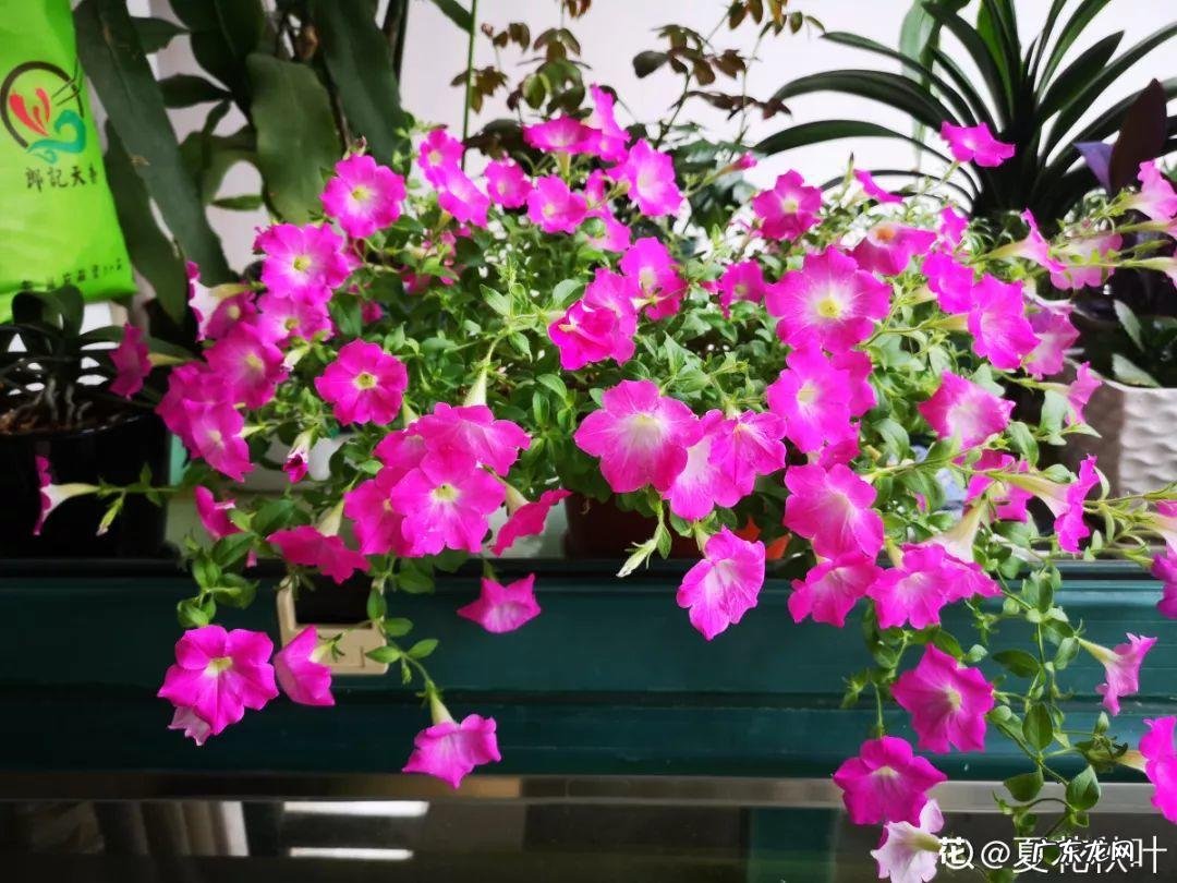 养花里面加什么花长得茂盛 室内怎样养花长得茂盛