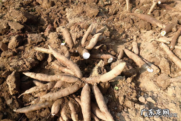 2022鲜木薯收购价格 木薯价格是多少