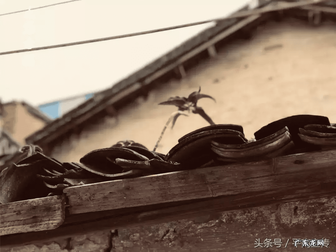 广西平南农村舞狮 平南大安农村风水