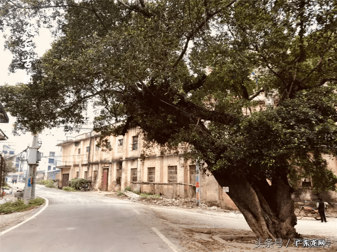 广西平南农村舞狮 平南大安农村风水