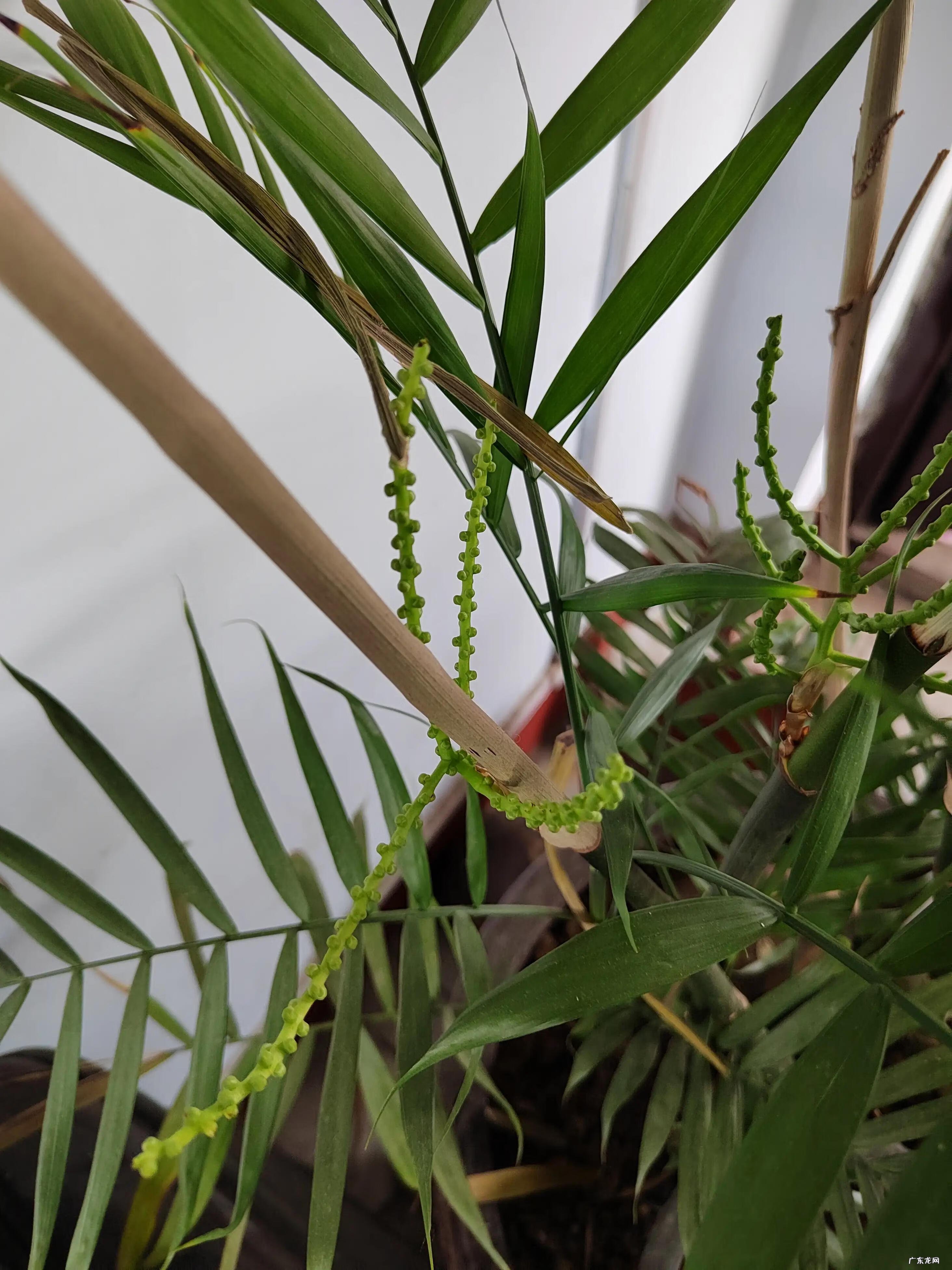 散尾葵的风水 散尾葵开花的风水预兆是什么