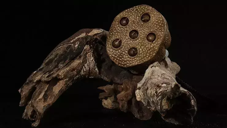 沉香手串有灵性吗 白沉香手串风水禁忌图解