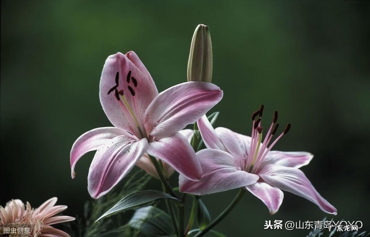 花语卡片图片大全 花语图片