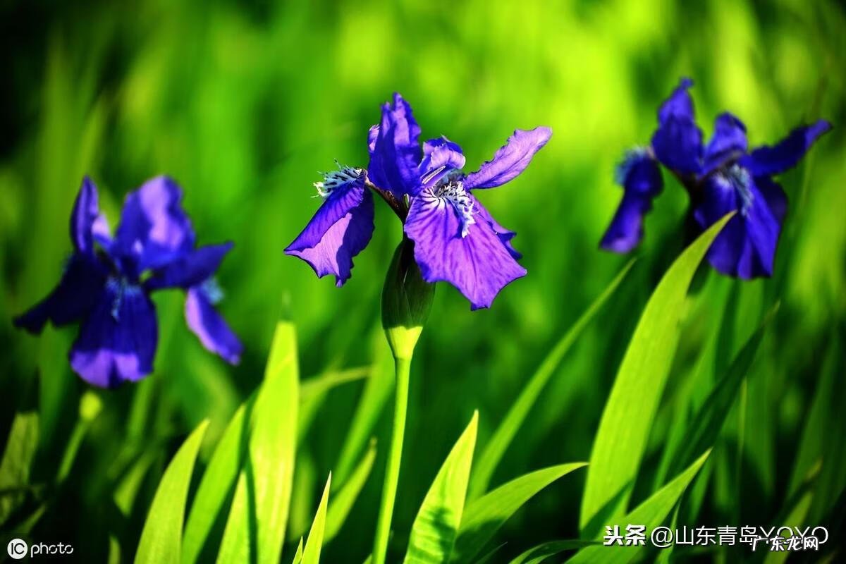花语卡片图片大全 花语图片