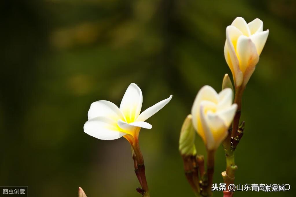 花语卡片图片大全 花语图片