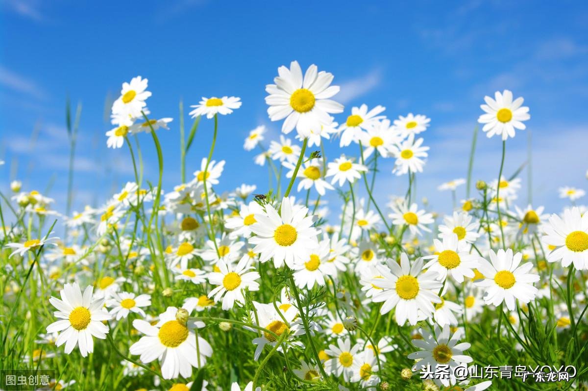 花语卡片图片大全 花语图片