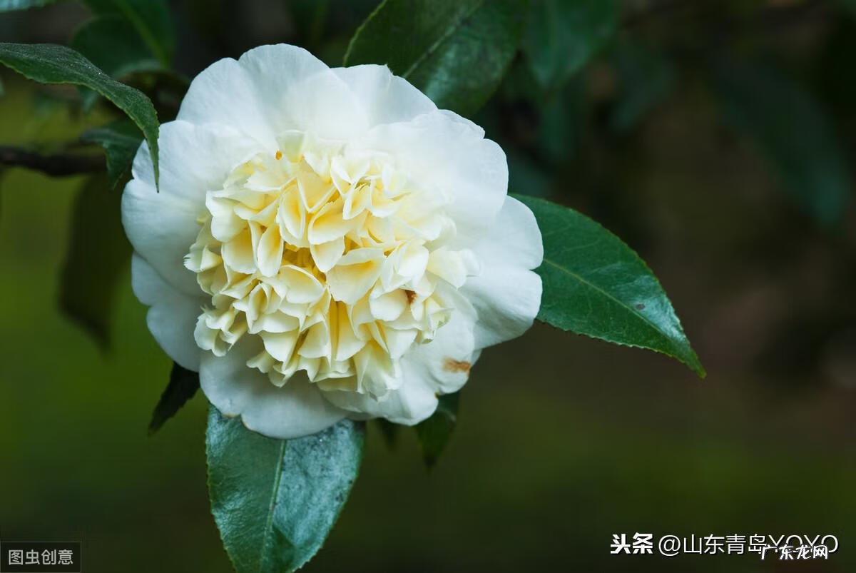 花语卡片图片大全 花语图片